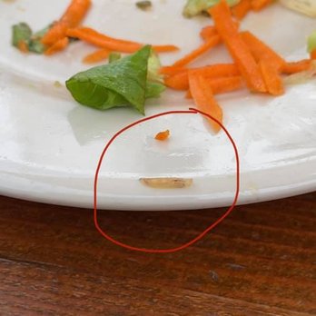 Flatbread Company - Maggot circling plate after crawling from underneath lettuce. - Pizza Near Me - Portland, Maine Flatbread Company - Maggot circling plate after crawling from underneath lettuce. - Pizza Near Me - Portland, Maine