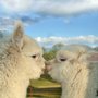 Photo of Arapaho Rose Alpacas