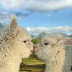 Arapaho Rose Alpacas