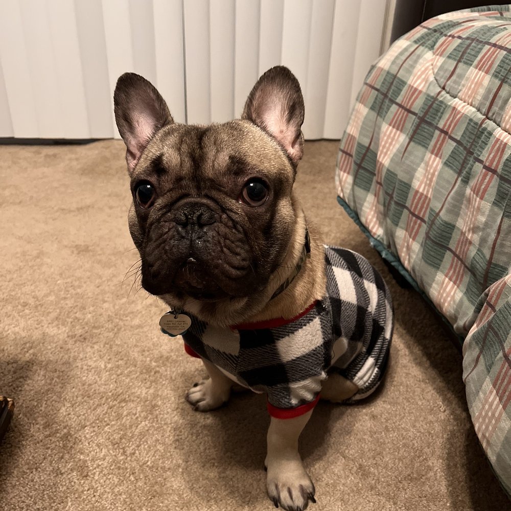 NorthCalFrenchies - Getting ready for bedtime - Pet Breeders Near Me NorthCalFrenchies - Getting ready for bedtime - Pet Breeders Near Me