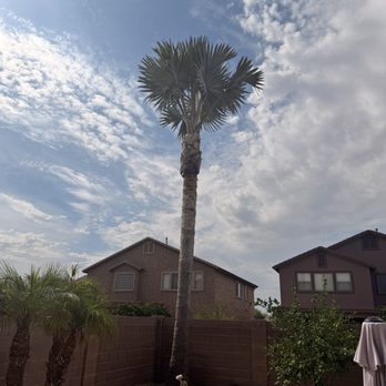 Tree Solution Pros - After - Landscaping Near Me