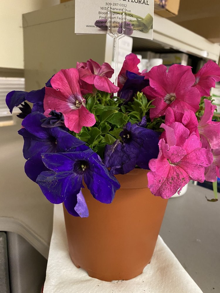 THE FLOWER BAR GREENHOUSE & FLORAL Updated October 2024 1613