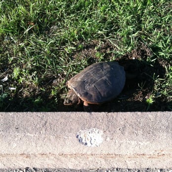 Fox River Mall - Snapping turtle just watching me ride by on my bike! - Shopping Centers Near Me - Appleton, Wisconsin