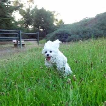 Cedar Grove Park - Lucca loves to run by the back of the school.... - Parks Near Me - Tustin, California