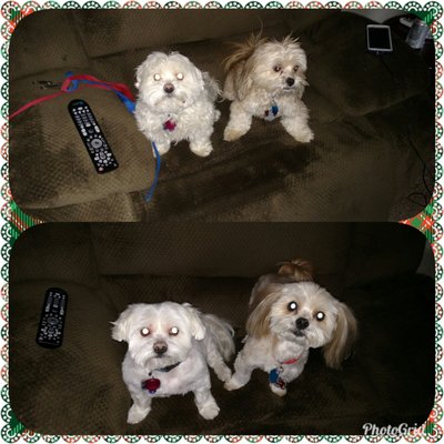 Tailwaggers Doggy Daycare Eastgate 2025