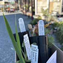 The Watershed Nursery - Bought stuff