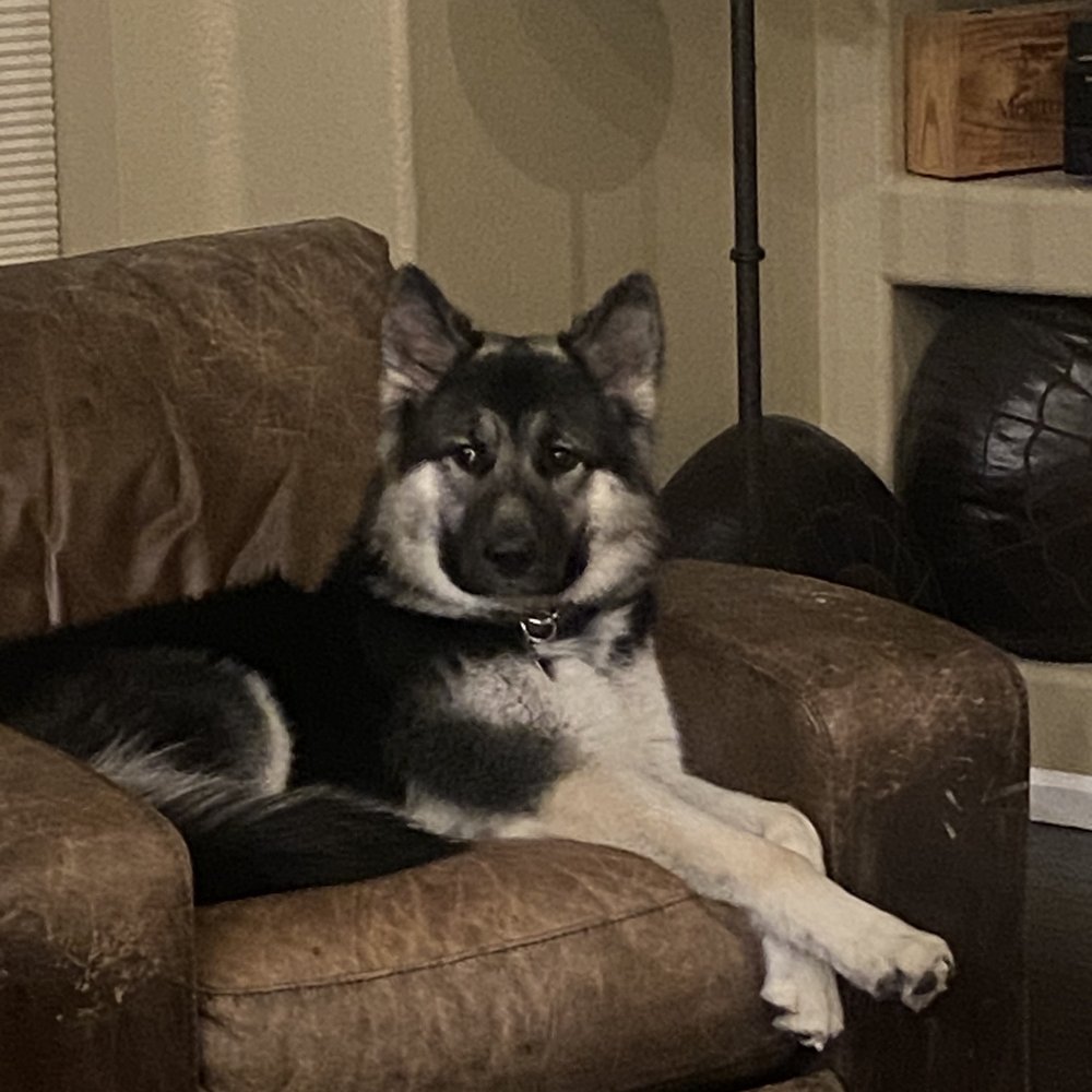 Boarding and Beyond - We wanted great care for this foster doggie. - Pet Groomers Near Me - Aurora, Colorado Boarding and Beyond - We wanted great care for this foster doggie. - Pet Groomers Near Me - Aurora, Colorado