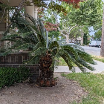 Majestic Tree Service - Sago palm is cleaned up, there's more airflow and light here now, we can reseed the bald spots on the lawn - Tree Services Near Me - San Jose, California Majestic Tree Service - Sago palm is cleaned up, there's more airflow and light here now, we can reseed the bald spots on the lawn - Tree Services Near Me - San Jose, California
