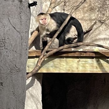 Audubon Zoo - Monkey - Aquariums Near Me - New Orleans, Louisiana