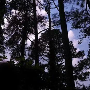 Heritage Tree & Arborist Service - Tree Services Near Me - Goldsboro, North Carolina Heritage Tree & Arborist Service - Tree Services Near Me - Goldsboro, North Carolina