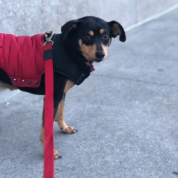 Pooch Ventures - Dog Walkers Near Me - New York, New York Pooch Ventures - Dog Walkers Near Me - New York, New York