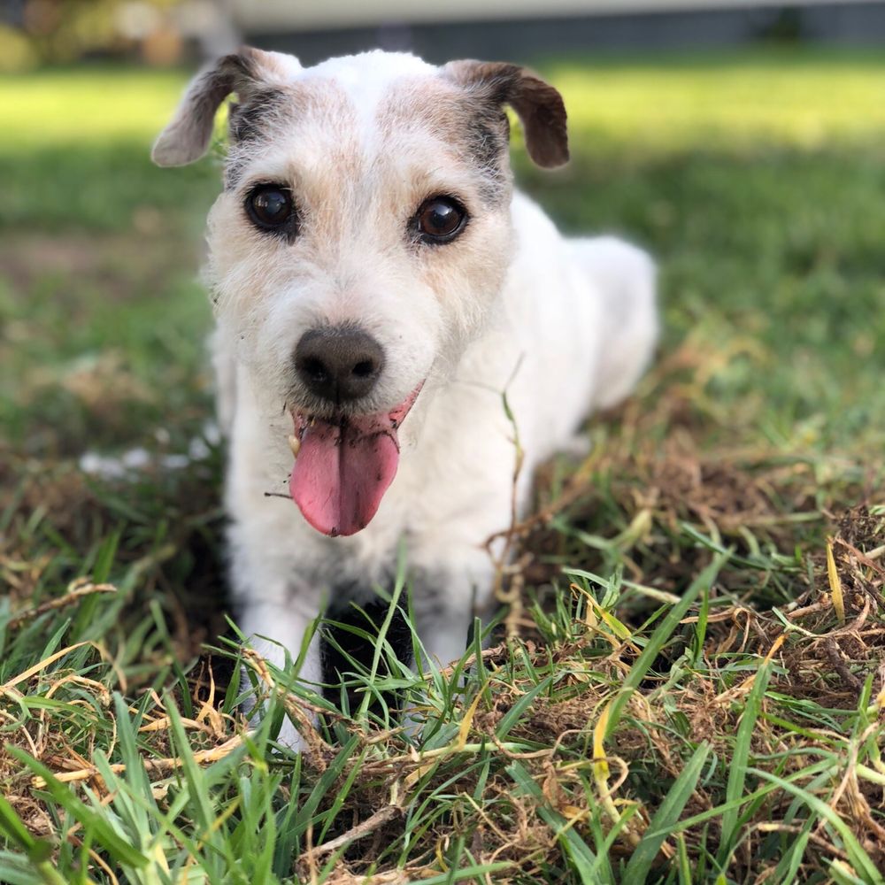 Walk and digging holes. Walk and digging holes.