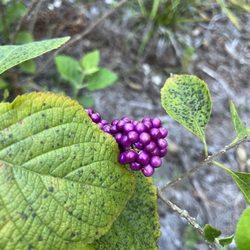 Delaware Scrub Natural Area