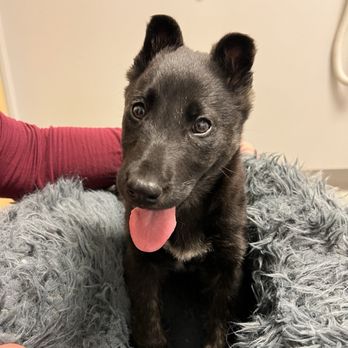 BluePearl Pet Hospital - Veterinarians Near Me - Reno, Nevada BluePearl Pet Hospital - Veterinarians Near Me - Reno, Nevada