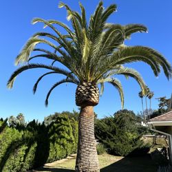 Limon's Tree Service