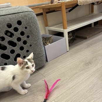 Espurresso Cat Cafe - New kitten playing - Cafes Near Me - Bayside, New York