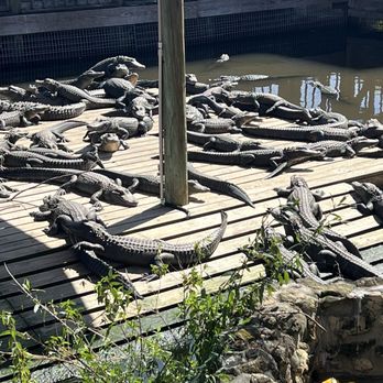 Gatorland - Getting sunshine - Zoos Near Me - Orlando, Florida