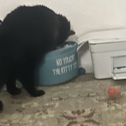 Veterinary Center of Sarasota - Little Man. 8 years old. Getting into the kitty toy basket
