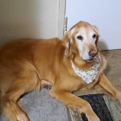 A Pawsitive Image - My baby girl Nutmeg.