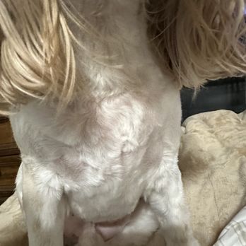 Petco - Uneven shaved patches - Pet Stores Near Me - Stockton, California