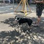 Photo of Bucktown Arts Fest