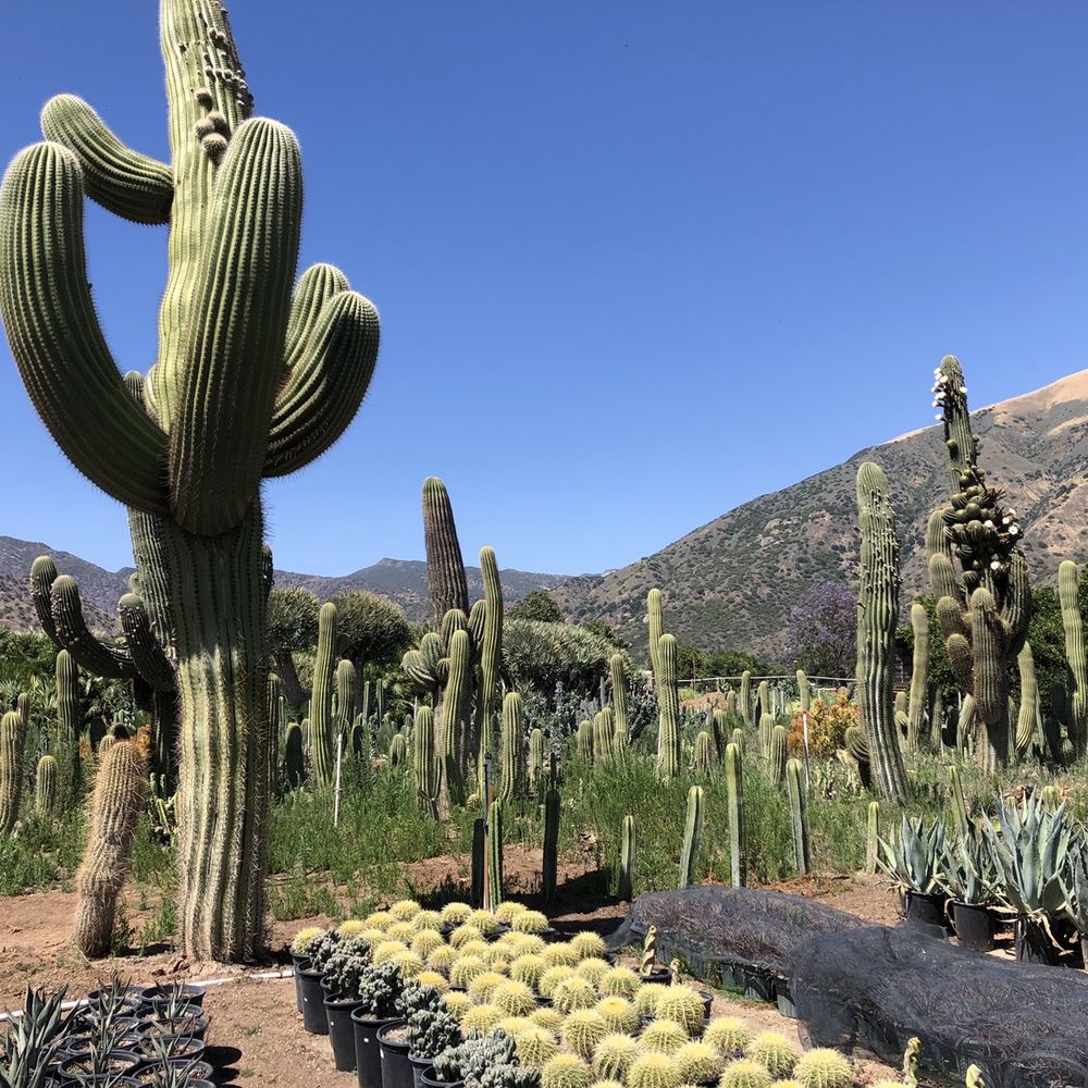 Sal’s Cactus Mart - Towering cactus! - Nurseries & Gardening Near Me - Fillmore, California Sal’s Cactus Mart - Towering cactus! - Nurseries & Gardening Near Me - Fillmore, California