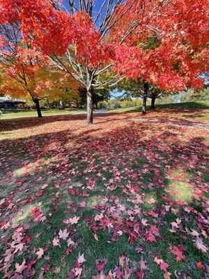Larz Anderson Park by null