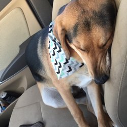 Hair Of The Dog Grooming Salon - Napping before we even hit the road home.