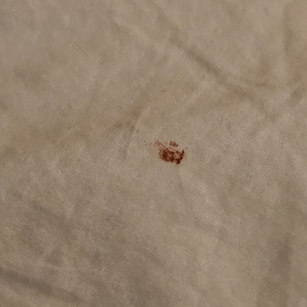 Gateway Inn - Blood on comforter - Guest Houses Near Me - Ashford, Washington