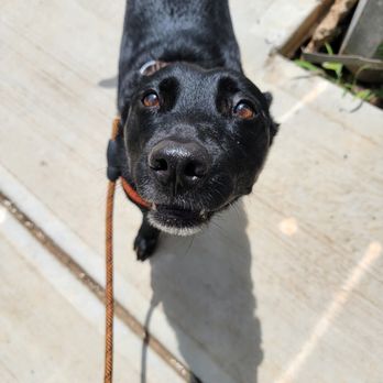 PAWS of Brookhaven - Pet Sitting Near Me - Atlanta, Georgia PAWS of Brookhaven - Pet Sitting Near Me - Atlanta, Georgia
