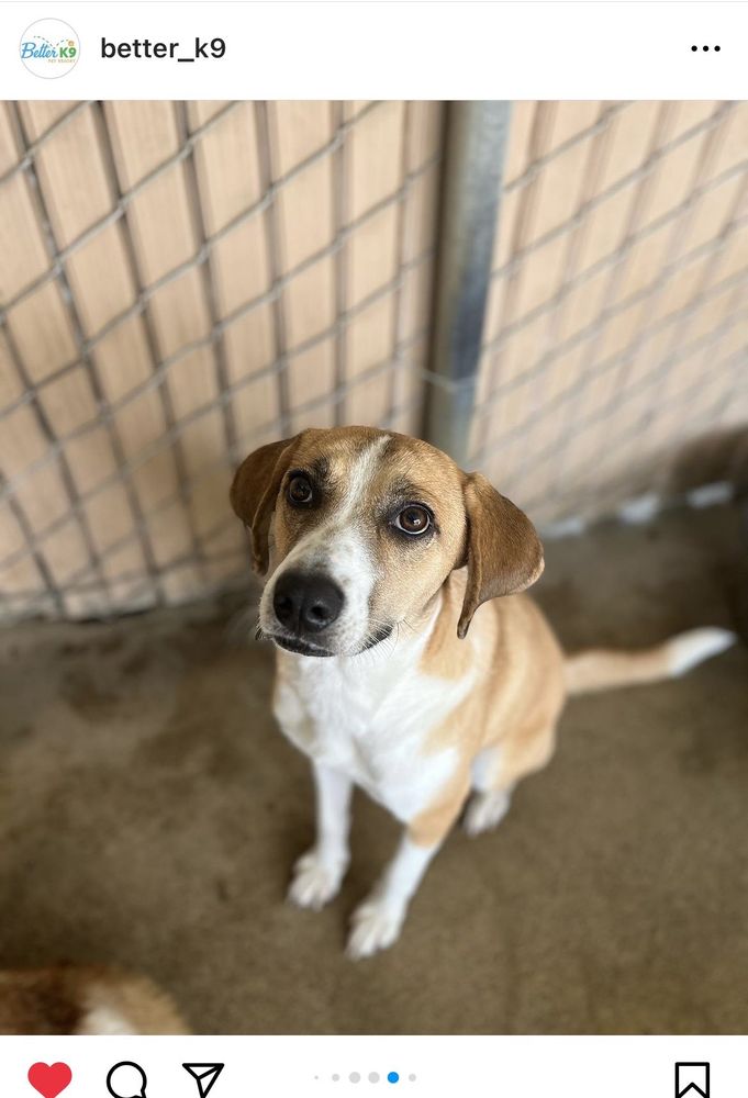 BETTER K9 PET RESORT Updated September 2024 37 Photos & 68 Reviews 19060 State St, Corona