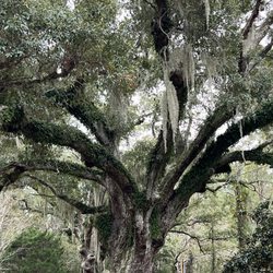 Goat Trees
