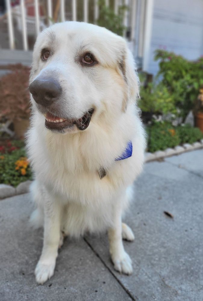 Magic Pet Image