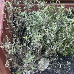 Guardian Exterior Cleaning - Plants killed by Guardian Exterior Cleaning.