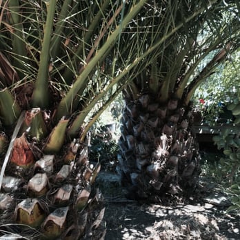 Ray's Tree Services - Before - Tree Services Near Me - Vallejo, California
