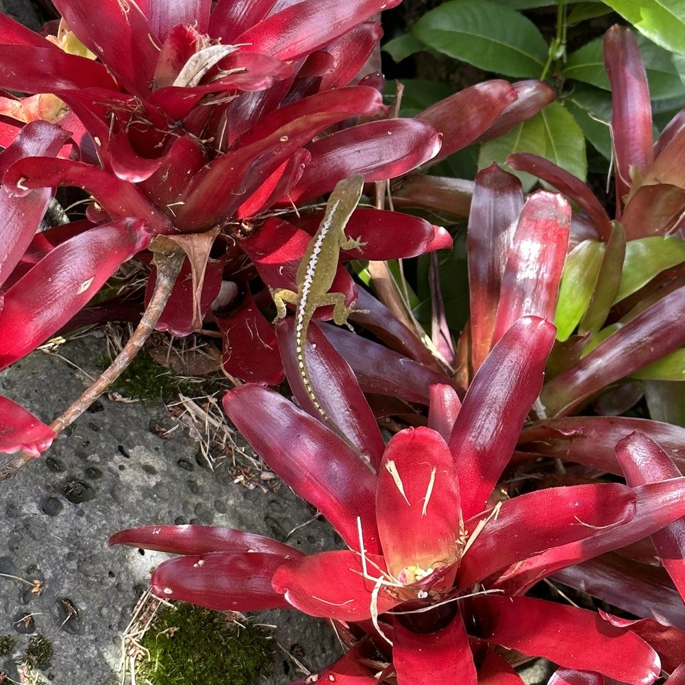 Hala Tree Coffee - Green geckos - Attraction Farms Near Me - Captain Cook, Hawaii