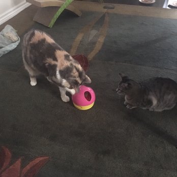 Your Pet Staff - Lola and Pearl - Pet Sitting Near Me Your Pet Staff - Lola and Pearl - Pet Sitting Near Me