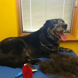 Dapper Dog Grooming - The smile says it all... Grooming is supposed to be FUN!