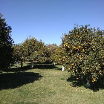 Orange Patch - Orange Patch - Fruits & Veggies Near Me - Mesa, Arizona