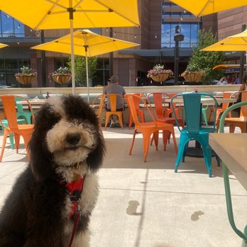 Flower Child - Pet friendly patio - Salad Near Me - Charlotte, North Carolina Flower Child - Pet friendly patio - Salad Near Me - Charlotte, North Carolina