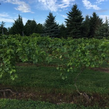 Old York Cellars - Vines right on the estate - Wine Tasting Room Near Me - Ringoes, New Jersey Old York Cellars - Vines right on the estate - Wine Tasting Room Near Me - Ringoes, New Jersey