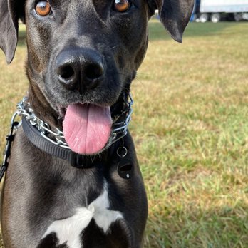 Home Solutions Dog Training - Pet Training Near Me