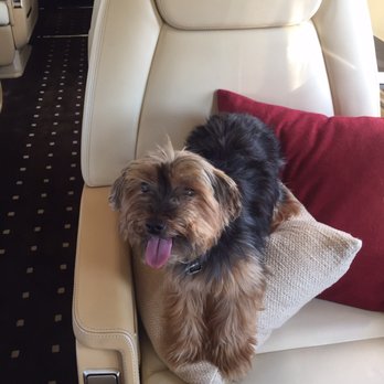 Kutz For Mutz - Before picture! - Pet Groomers Near Me - Albany, California