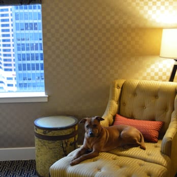 Kimpton Hotel Monaco Baltimore Inner Harbor - Comfy chair in suite, doggie approved :) - Hotels Near Me - Baltimore, Maryland Kimpton Hotel Monaco Baltimore Inner Harbor - Comfy chair in suite, doggie approved :) - Hotels Near Me - Baltimore, Maryland