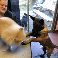 Bark-N-Beaux Grooming - Samantha aka Sam is keeping Cameron company while Shonda gets all her tangles out of her hair - distracting her as they play!