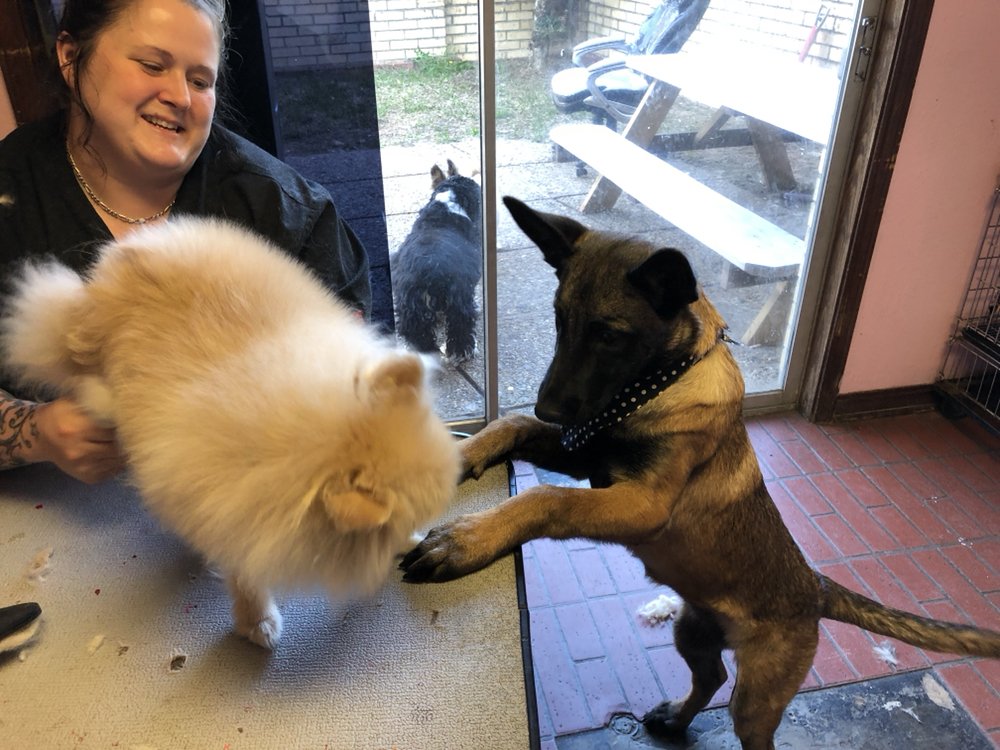 BARKNBEAUX GROOMING Updated September 2024 18 Photos 8929