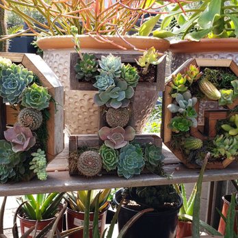 Dig Gardens - Nurseries & Gardening Near Me - Santa Cruz, California Dig Gardens - Nurseries & Gardening Near Me - Santa Cruz, California