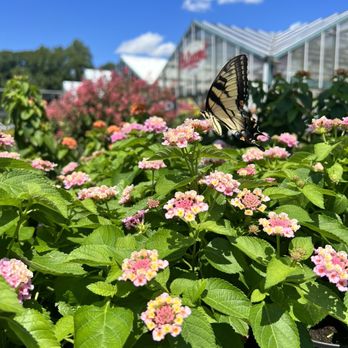 Patuxent Nursery - Flowers - Nurseries & Gardening Near Me - Bowie, Maryland Patuxent Nursery - Flowers - Nurseries & Gardening Near Me - Bowie, Maryland
