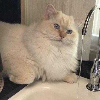 Sweetheaven Ragdolls - Troy ,playing in the water!He loves water LOL! - Pet Breeders Near Me Sweetheaven Ragdolls - Troy ,playing in the water!He loves water LOL! - Pet Breeders Near Me