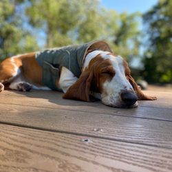 Melrose Dog Park - Kiwi the basset enjoys agility (not).